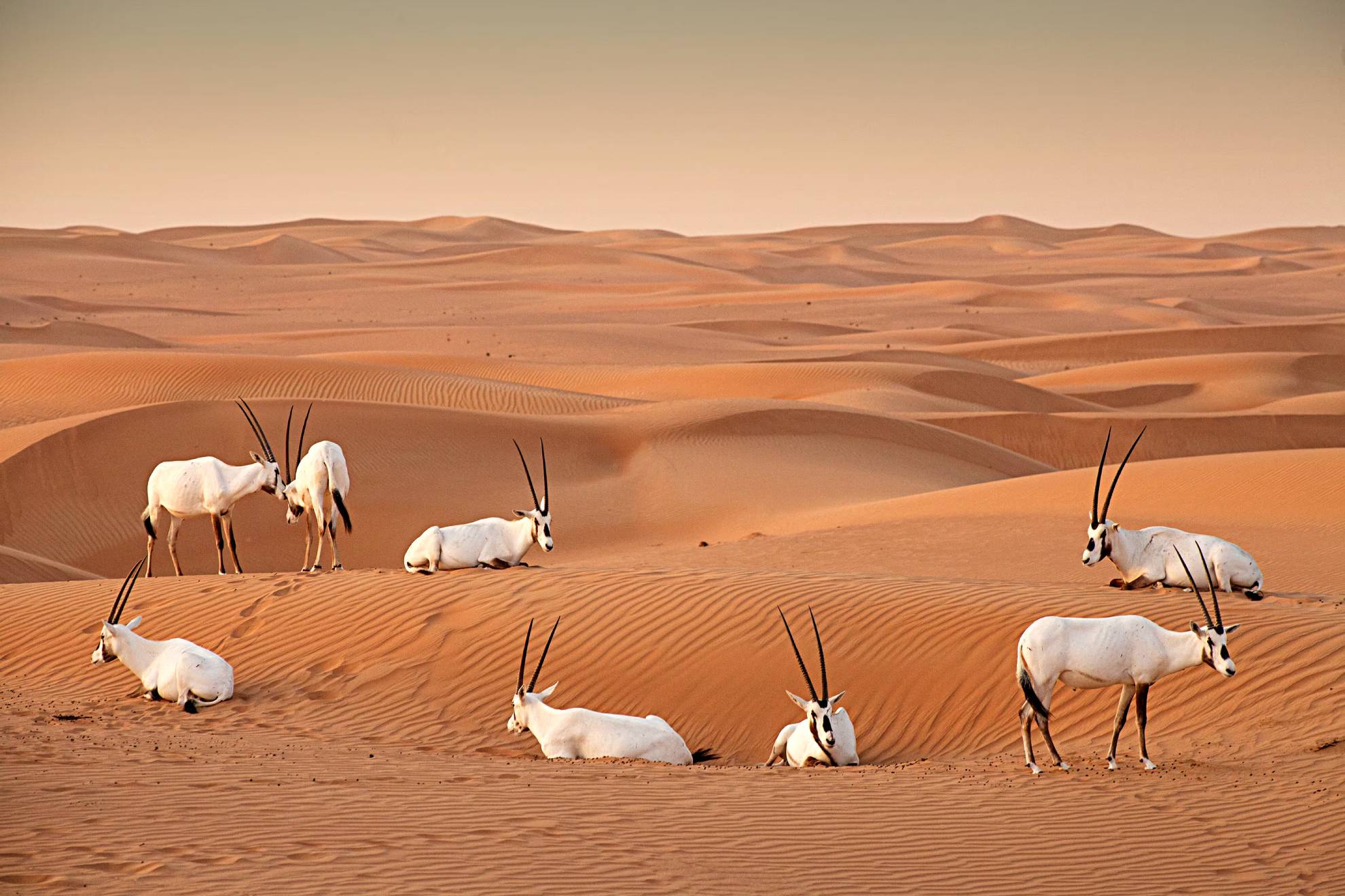 Al Marmoom Desert Safari