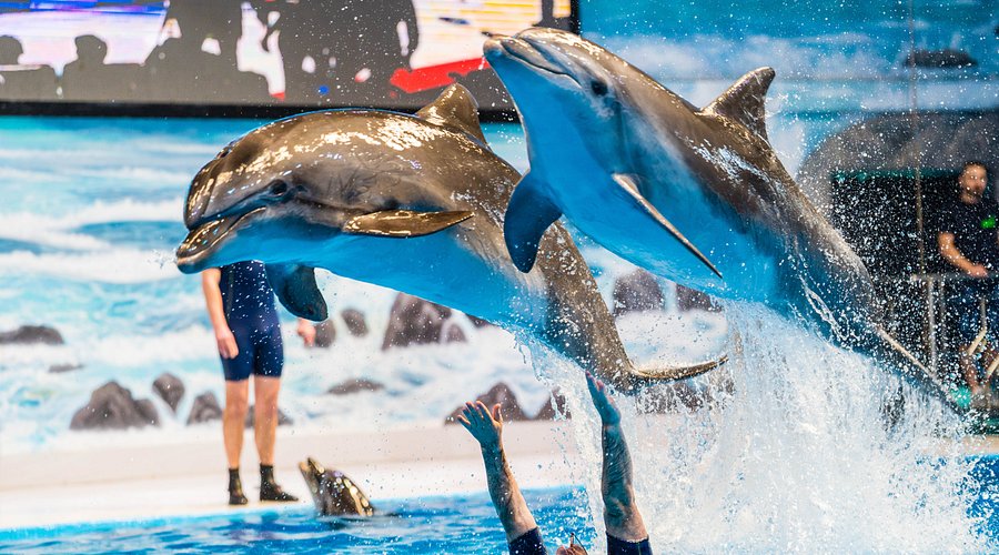 Dubai Creek Park - Things To Do at Creek Park (Dolphinarium Party)
