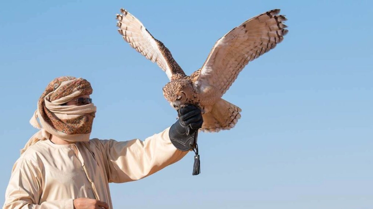 falconary